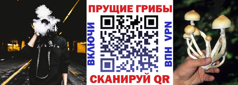 купить  сайты  Волоколамск  Псилоцибиновые грибы GOLDEN TEACHER 